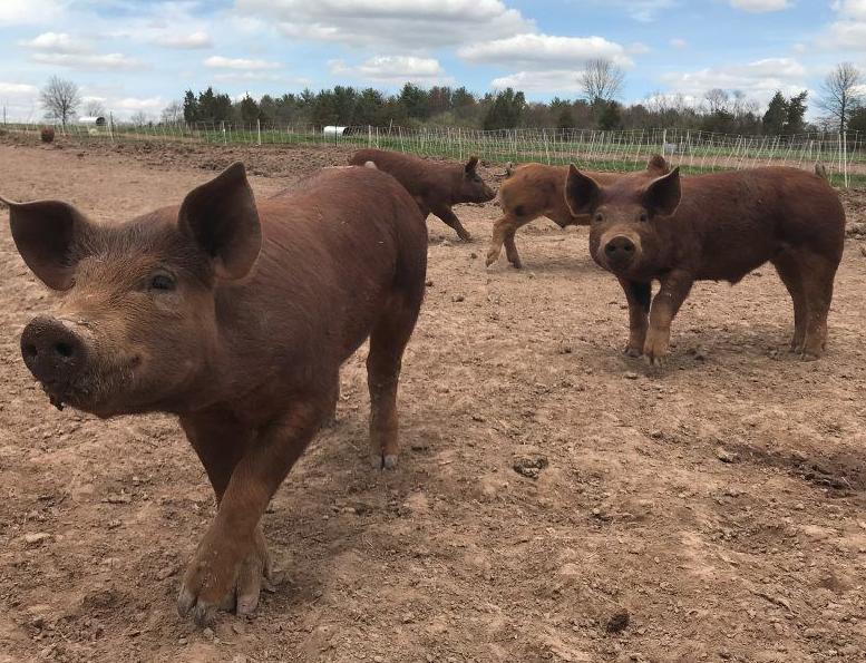 Researchers Develop Early Diagnosis for Often-Fatal Strep Zoo Swine Pathogen